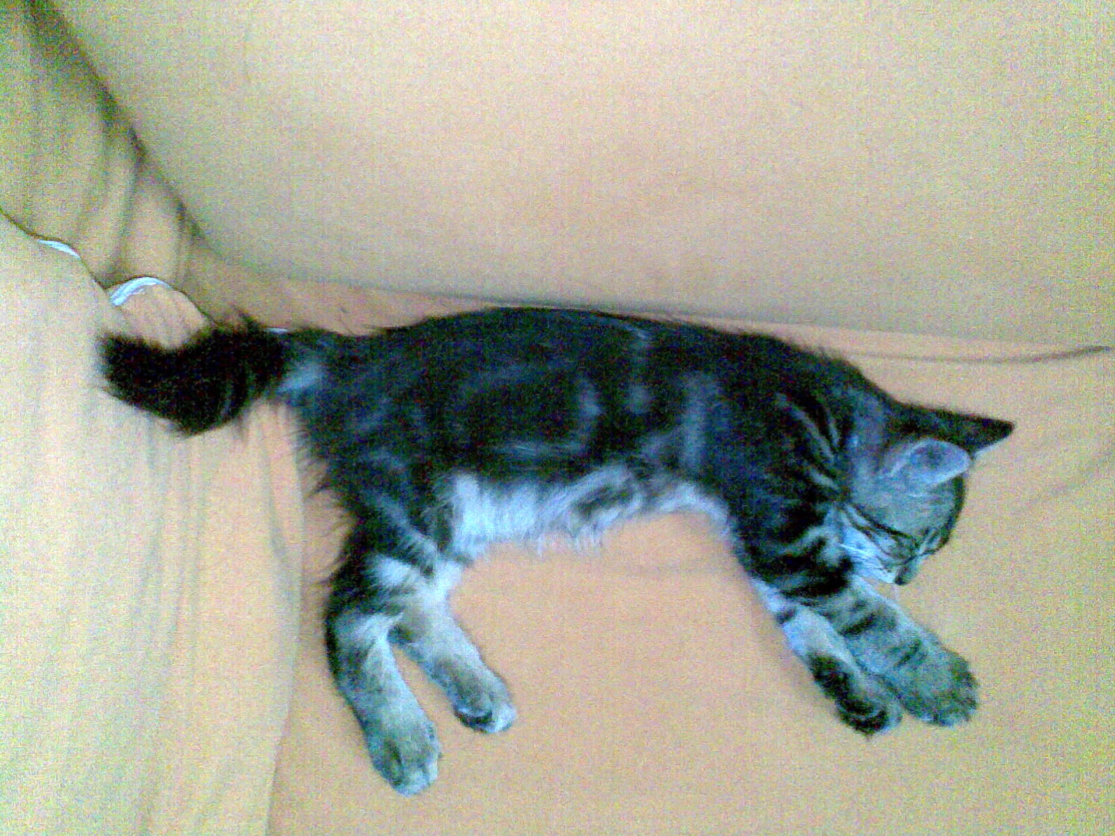 a cat laying on a couch sleeping on top of it's back