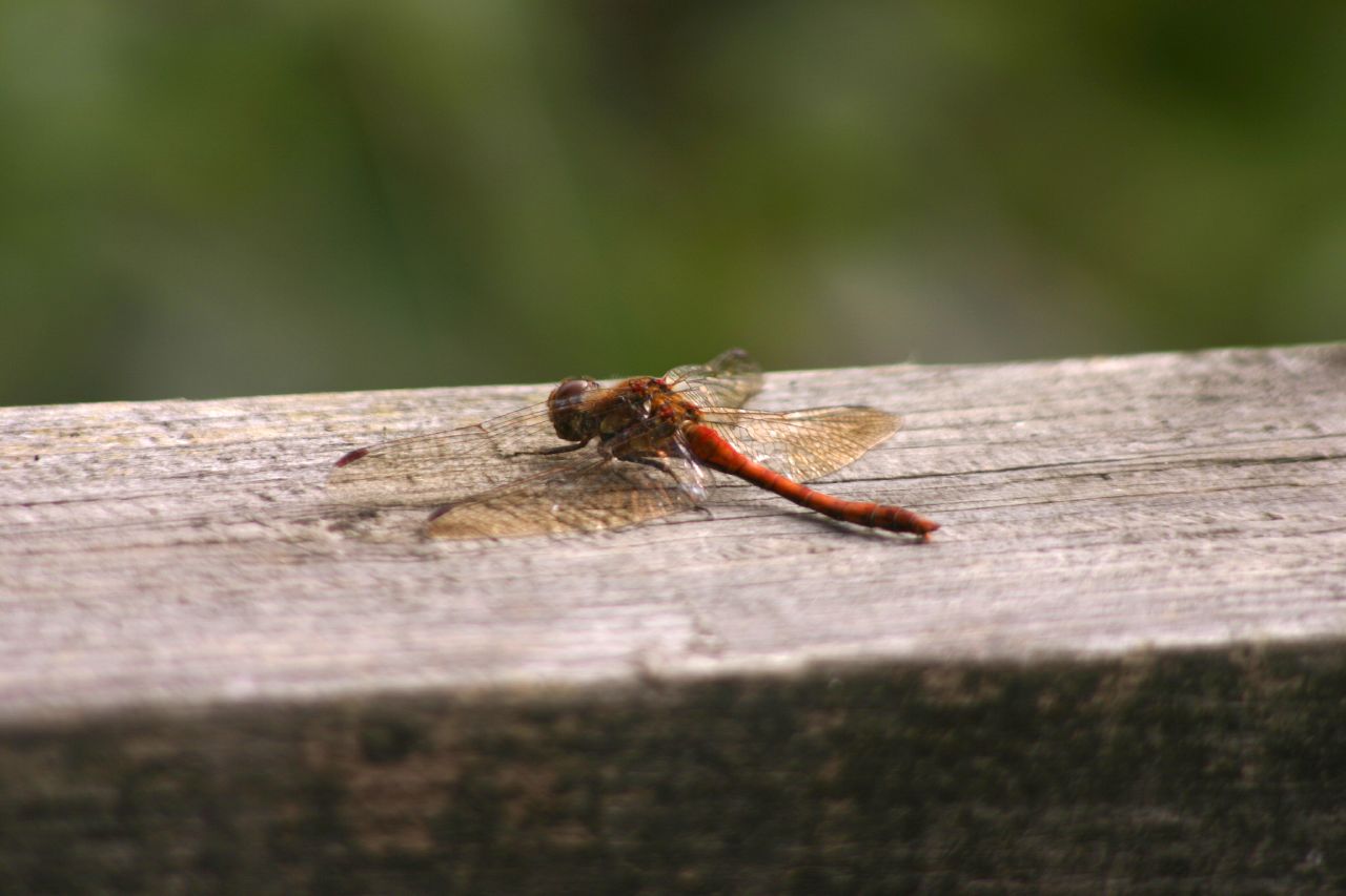 a small insect is sitting on the wood