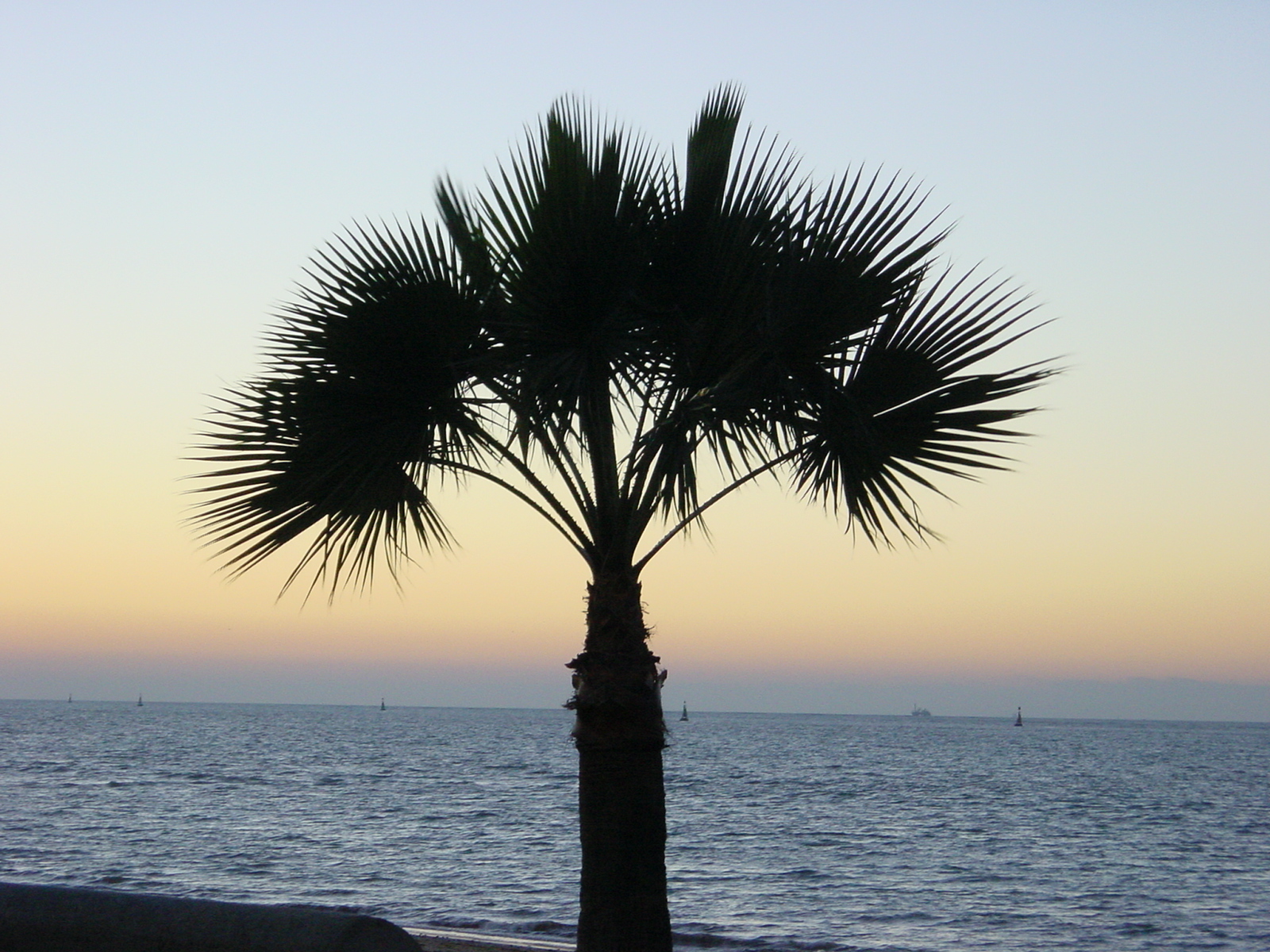 a lone palm tree is silhouetted against an ocean sunset