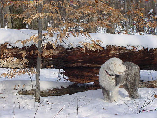 a furry dog standing in the snow next to a fallen tree