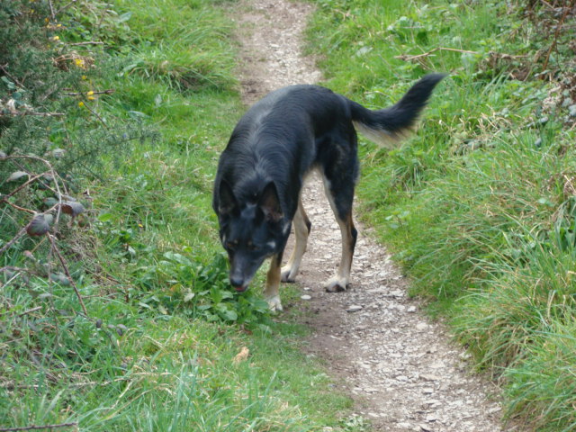 black dog picking up a green plant on a path