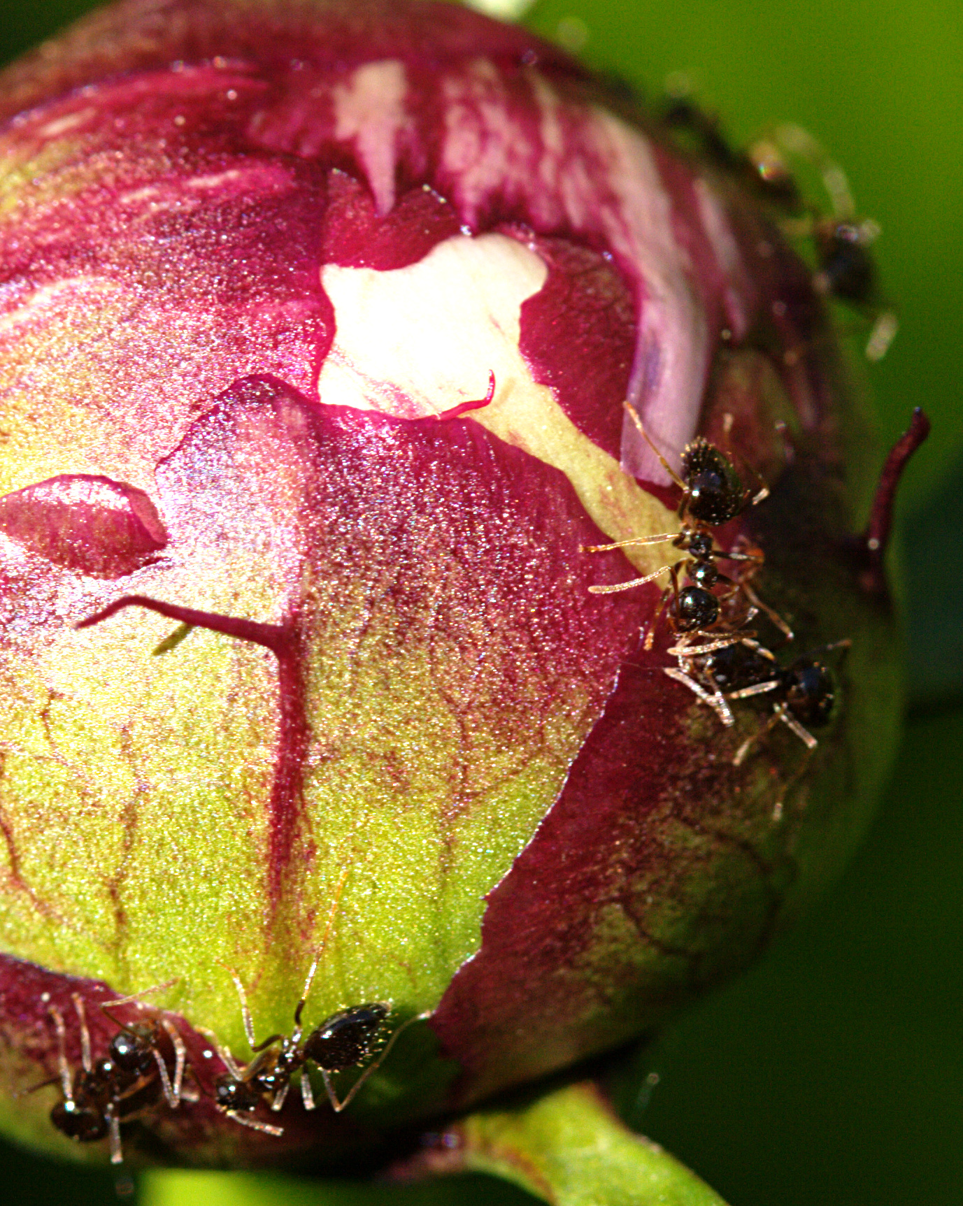 a group of ants crawling inside of a flower