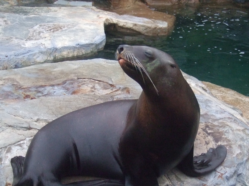 a seal sitting on a rock in front of a body of water