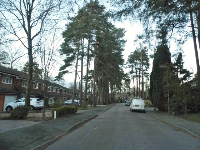 cars parked on the side of a tree lined road