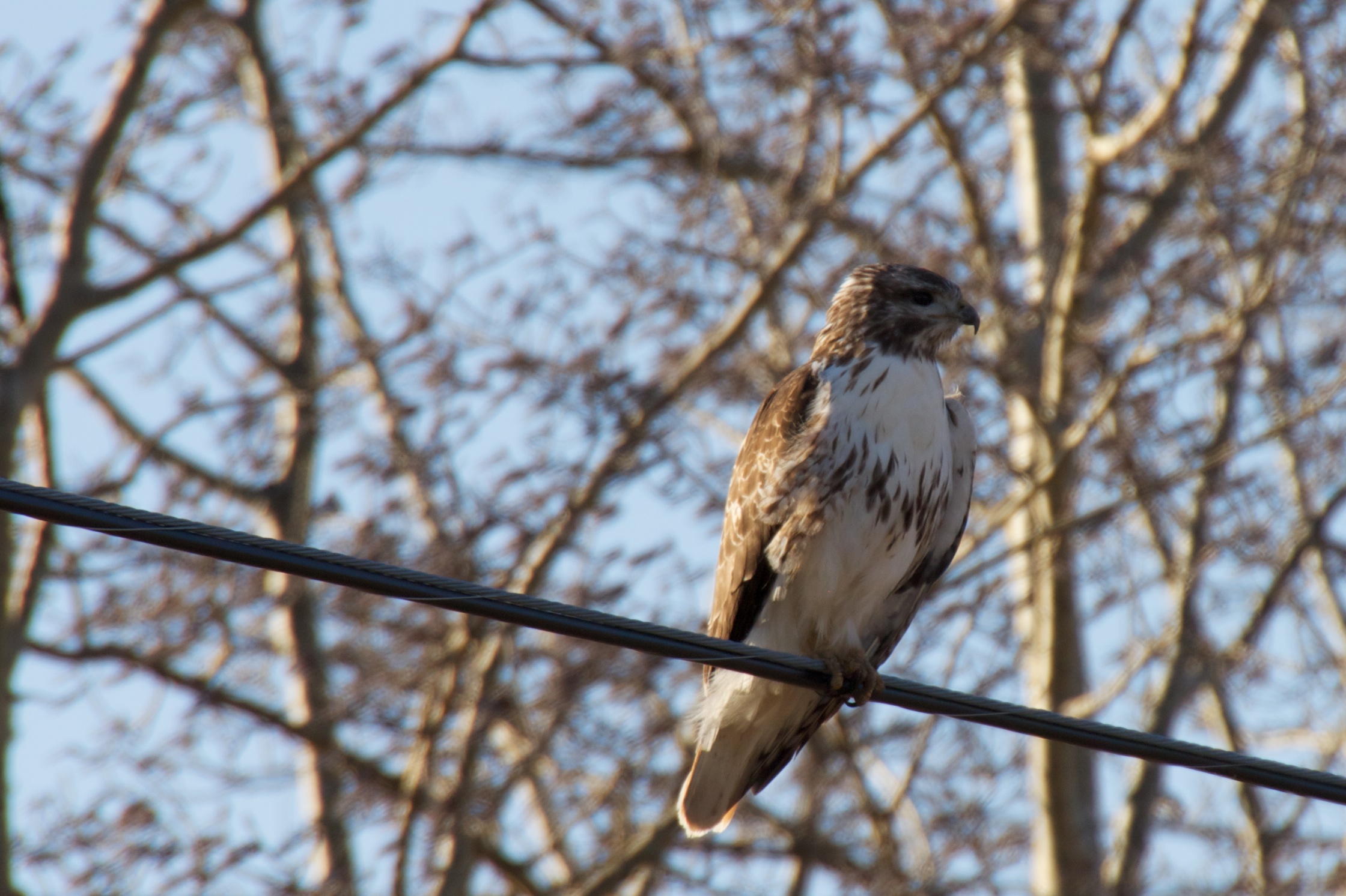 a bird sitting on top of a power line