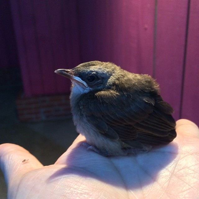 a small bird sitting on top of a person's hand