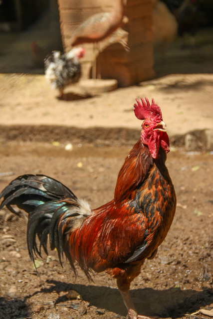 a rooster that is walking across a dirt field