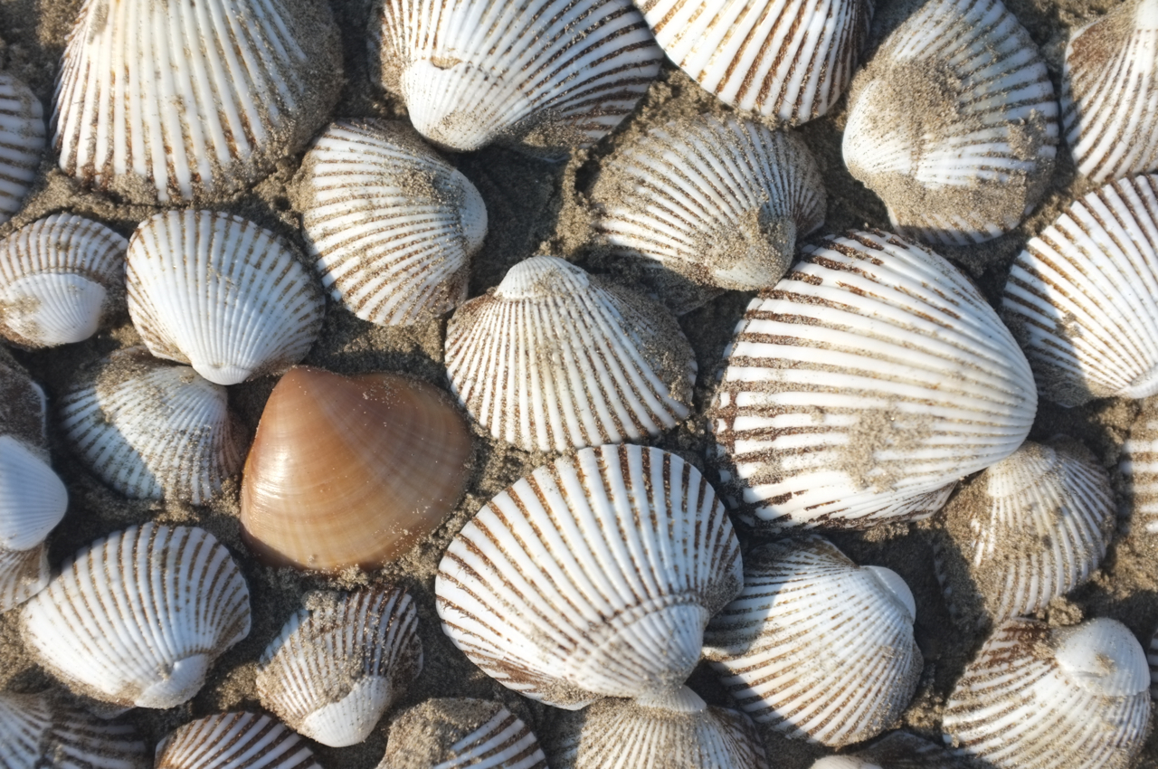 a sea shell in the sand next to a bunch of seashells