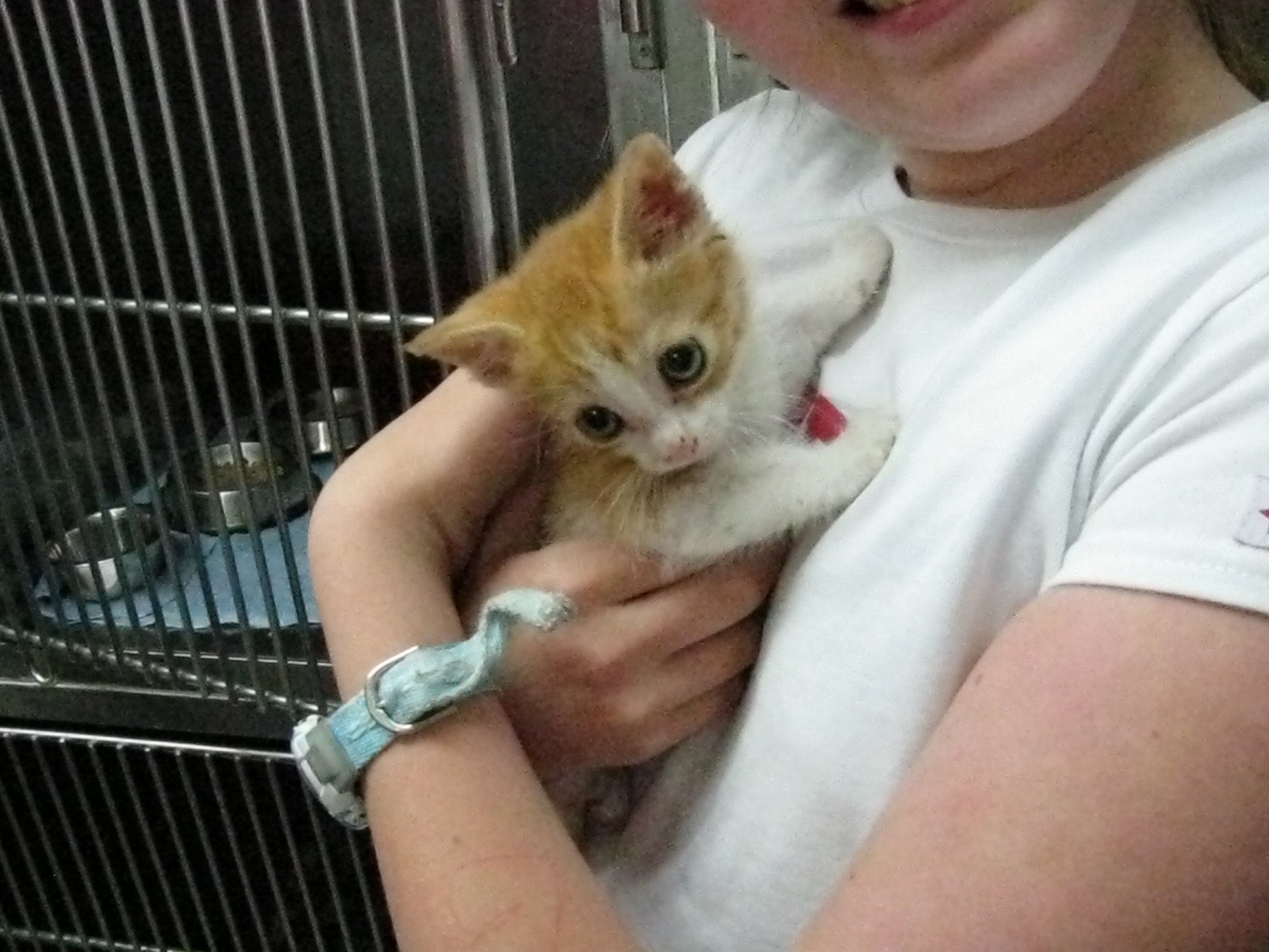 a person holds a little cat in their arms