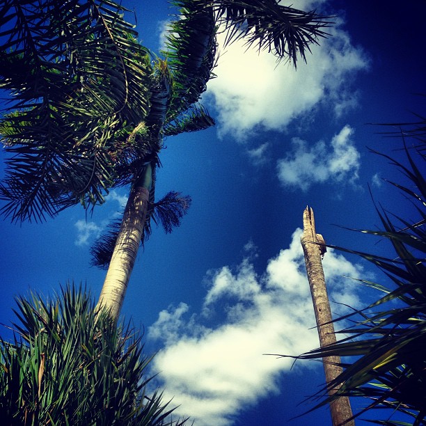there are two palm trees and a blue sky