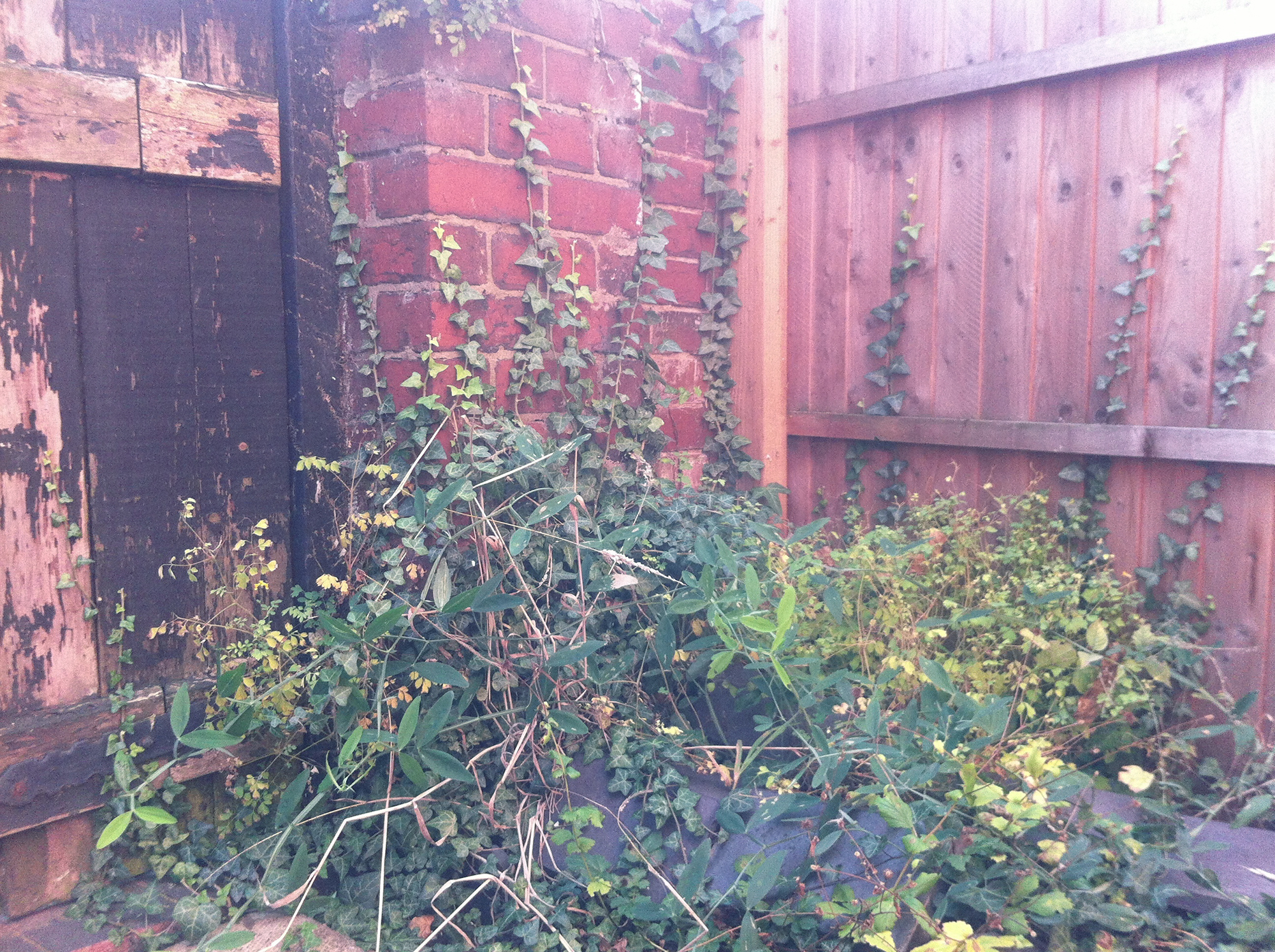 weeds are growing up against the side of a building