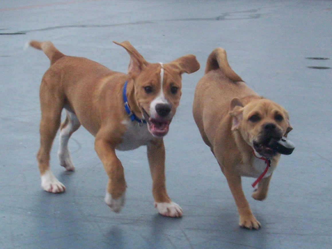 two large brown and white dogs on pavement next to each other