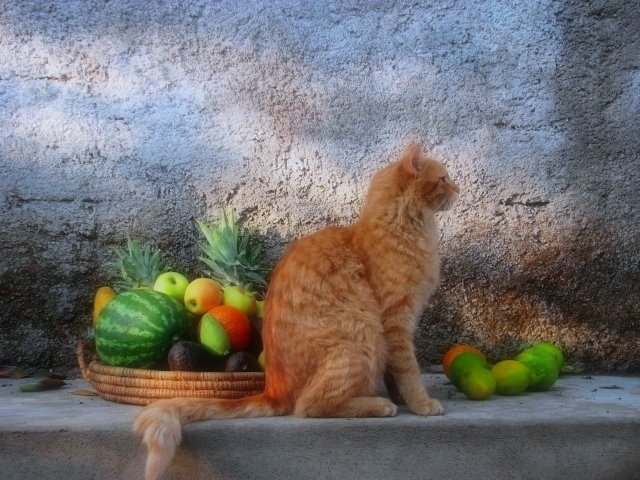 a large cat sitting on a ledge next to a basket of fruit