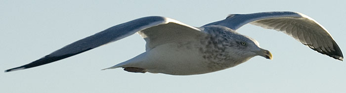 bird flying in air with its wings spread