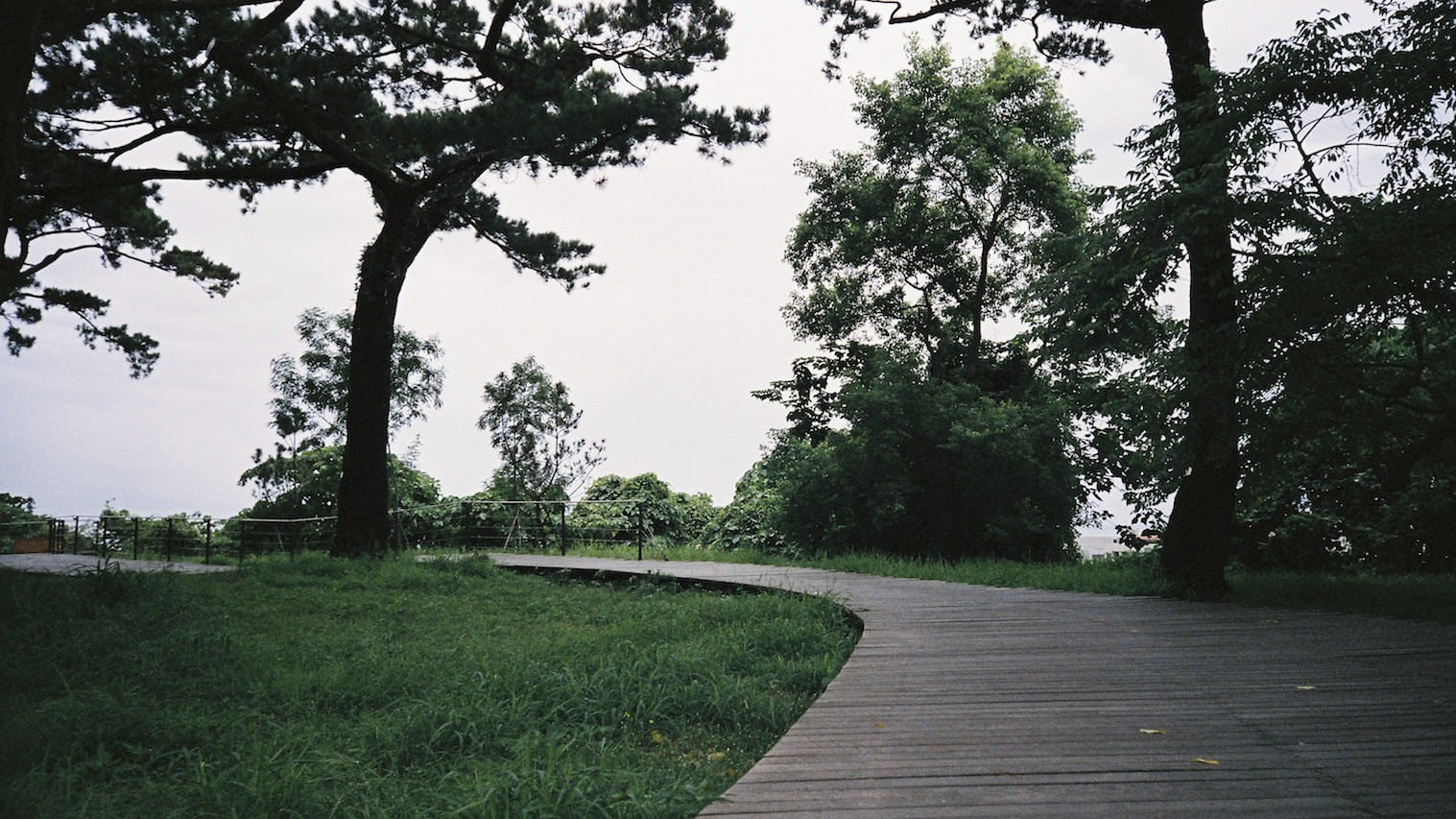 a winding wooden path in a wooded area