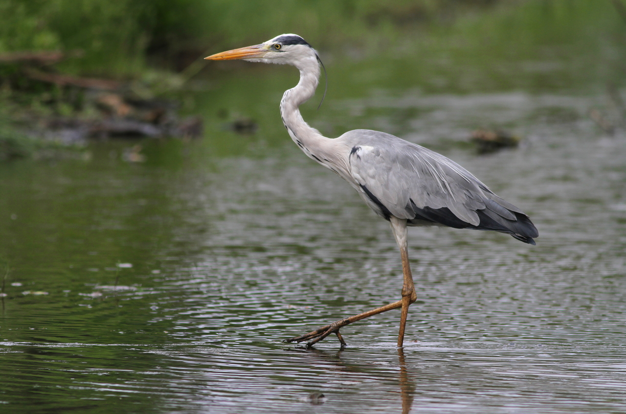 this is a crane standing in water with his legs stretched out