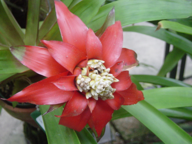 there is a bright red flower with green leaves