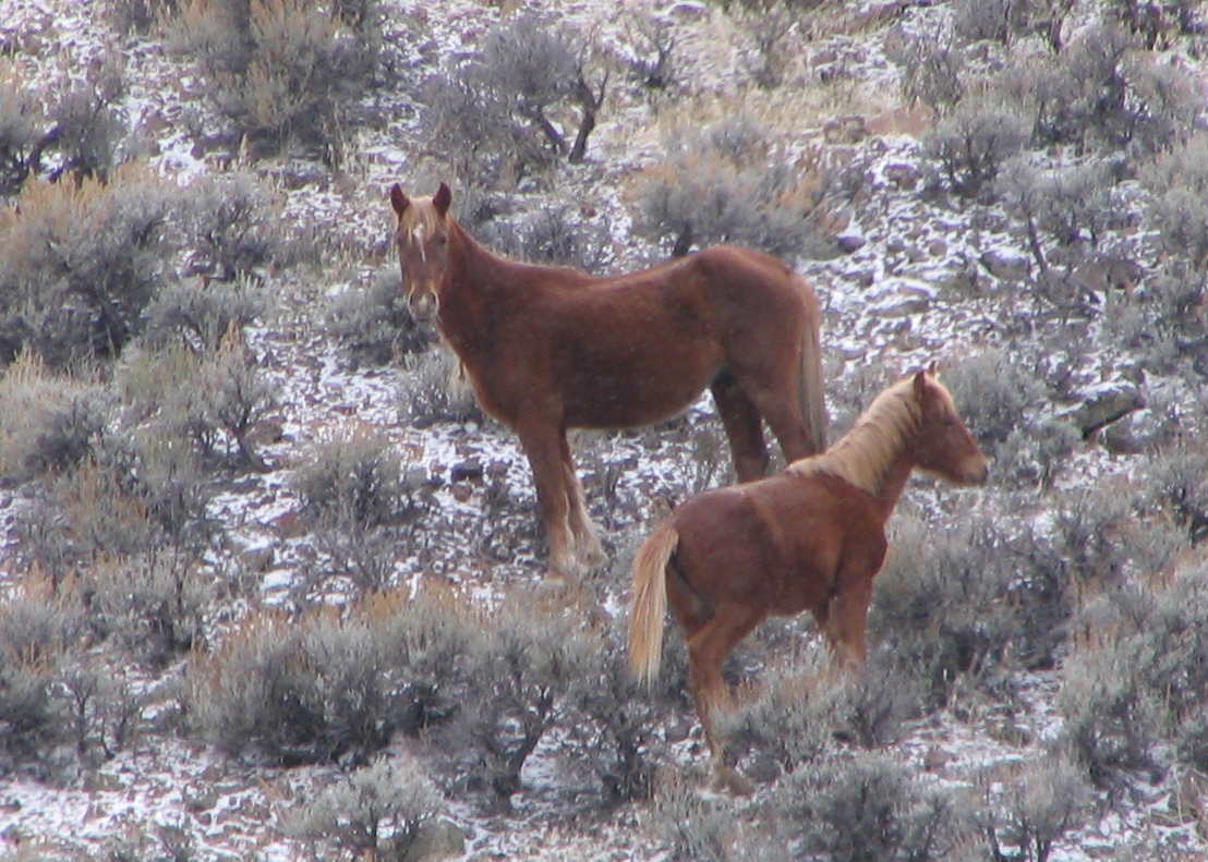 two horses in a snowy landscape are looking at soing