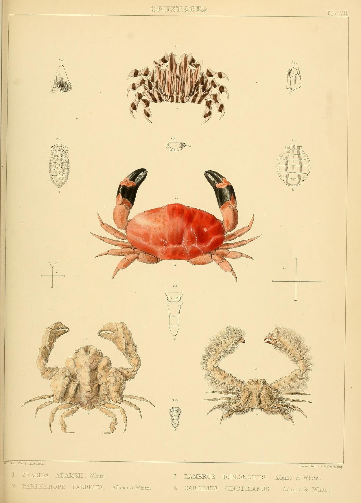 a red crab with black spots and other marine creatures