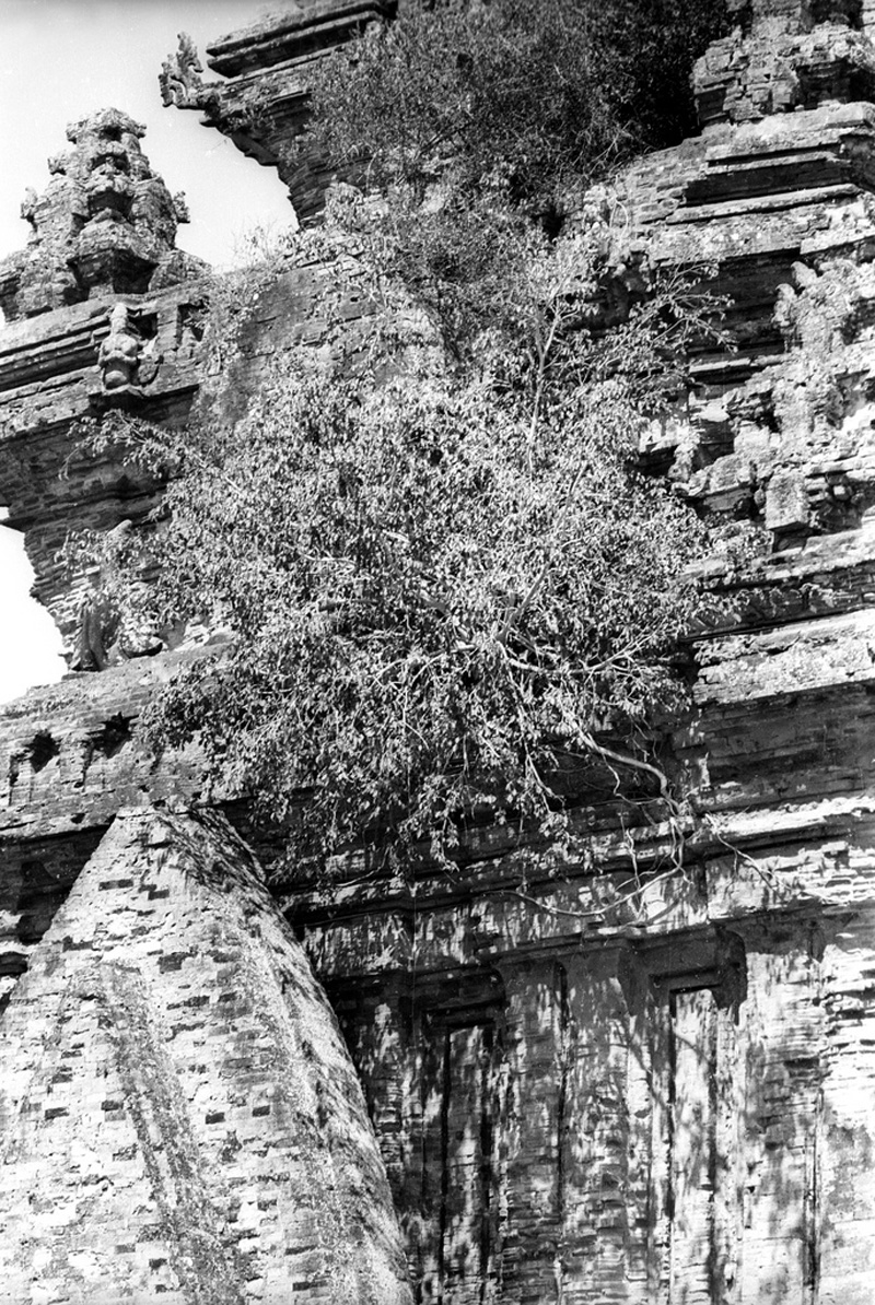 a very old rock wall with some plants