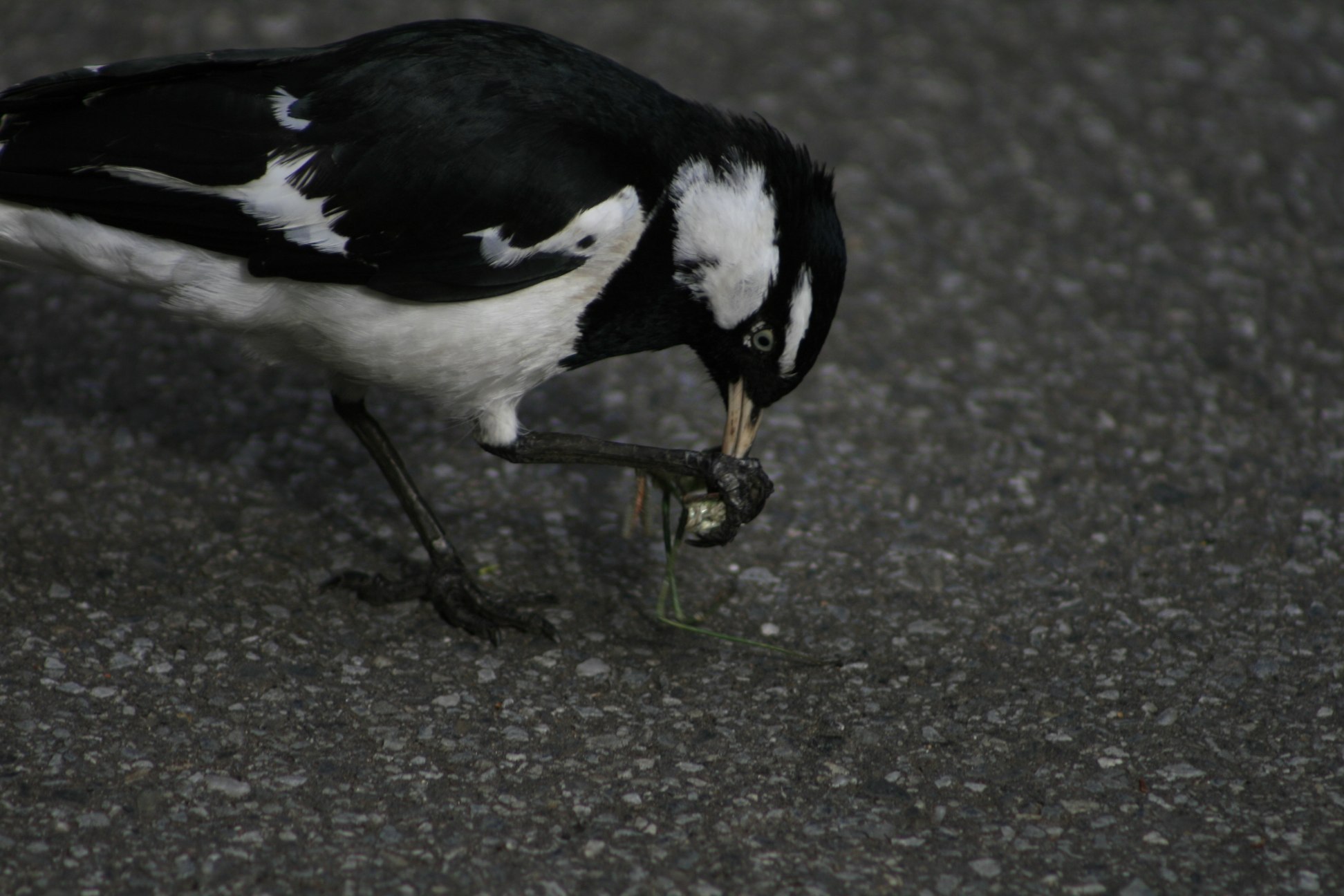 a bird standing on the road holding soing in it's beak