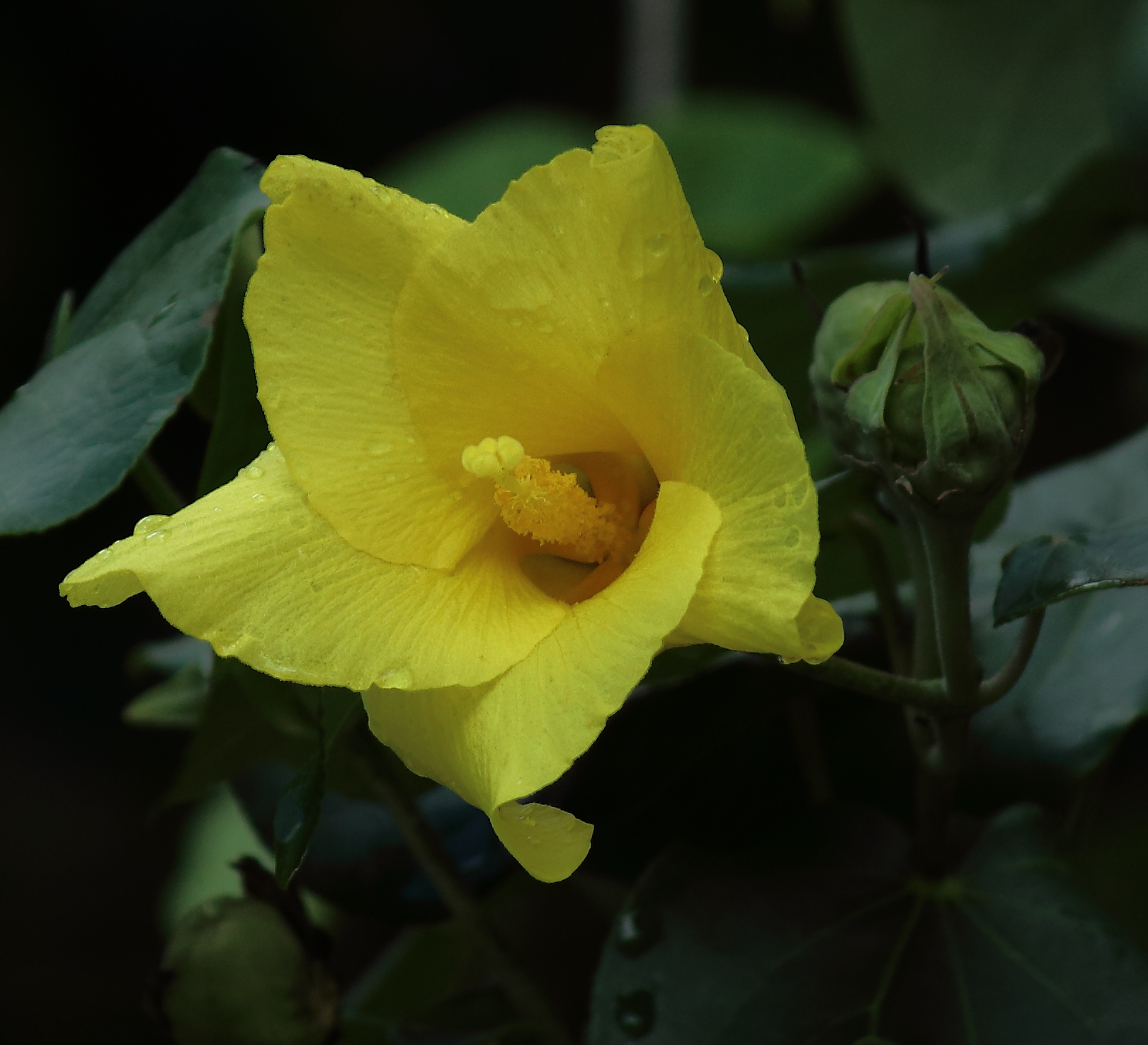 a bright yellow flower in the middle of a bush