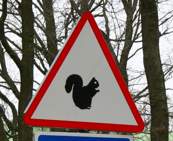 two street signs, one with an image of a squirrel