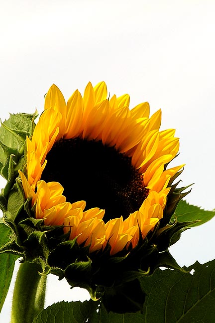 the head of a sunflower standing on top of leaves