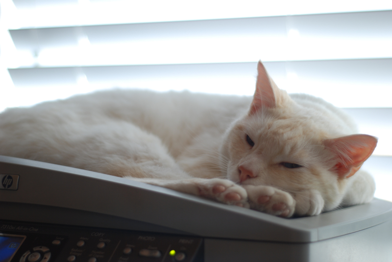 the cat is sitting on a monitor next to the remote