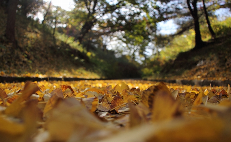 a field covered in lots of leaves next to trees