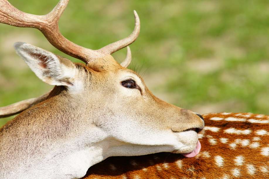 a deer with very big horns laying down