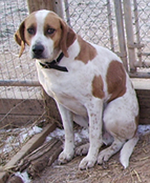 a dog that is sitting down by a fence