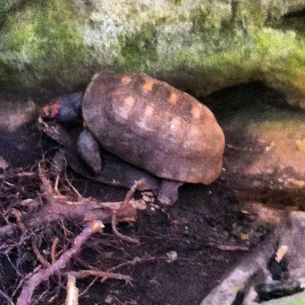 some very cute little tortoises in the dirt