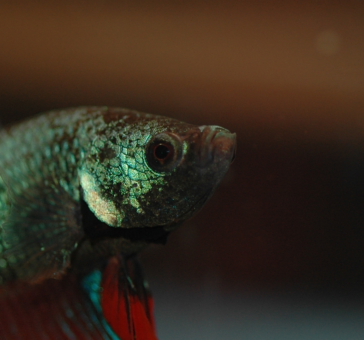 a siamese or betta fish with brown and green spots