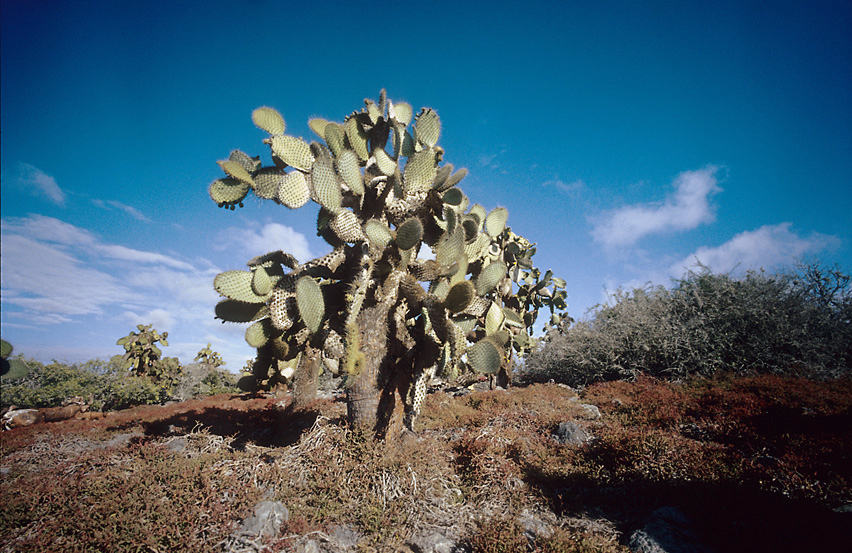 large cactus with sharp leaves stands near small rocks