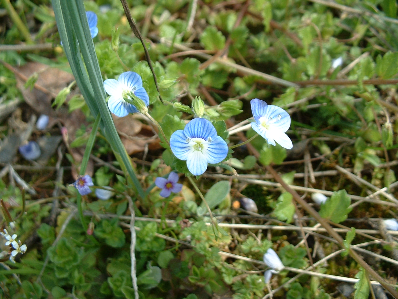 some very pretty flowers growing near some very cute plants