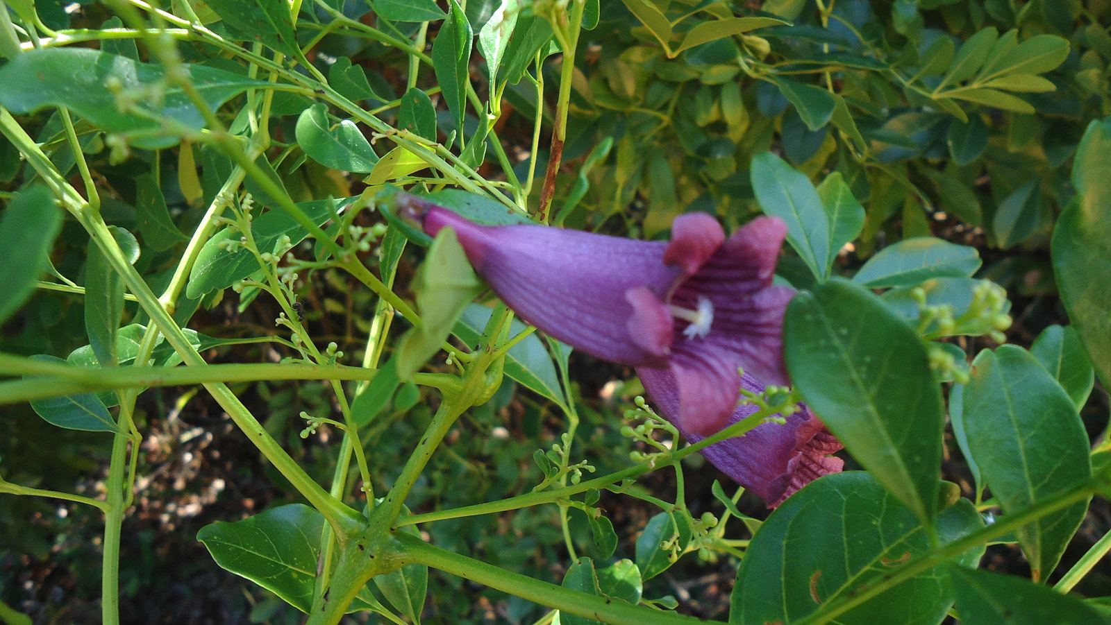 a purple flower that is growing on a vine