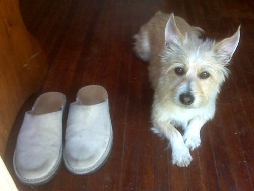 dog sitting next to pairs of slippers on wood floor