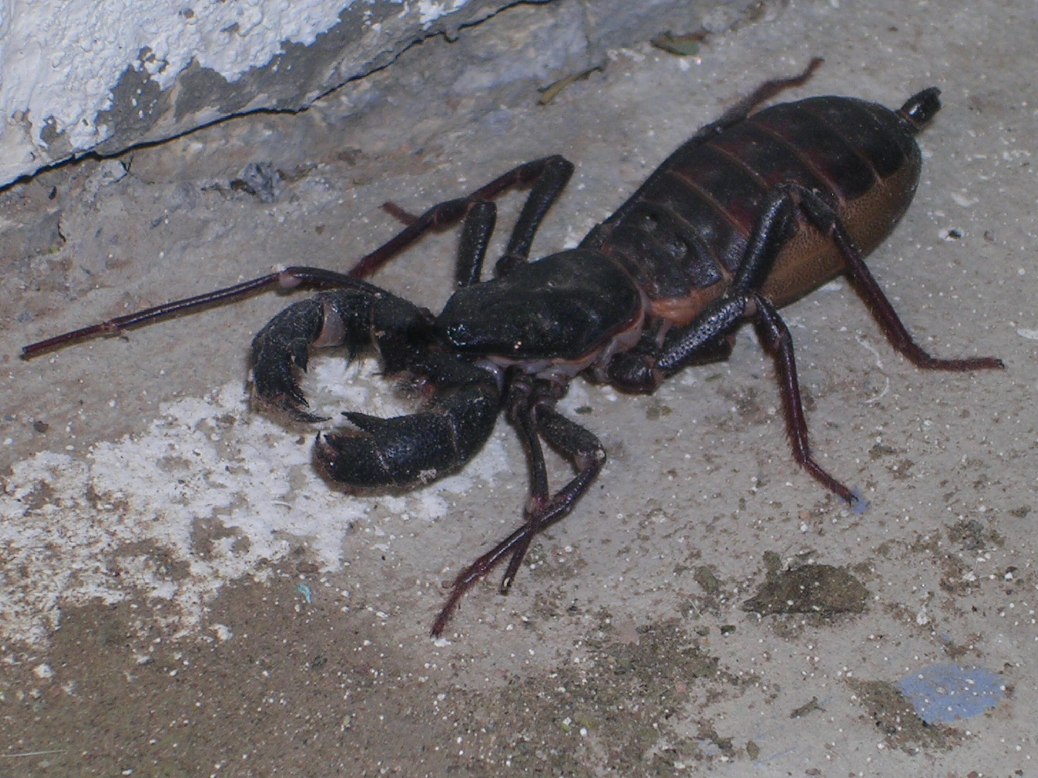 a large brown scorpion is on a street