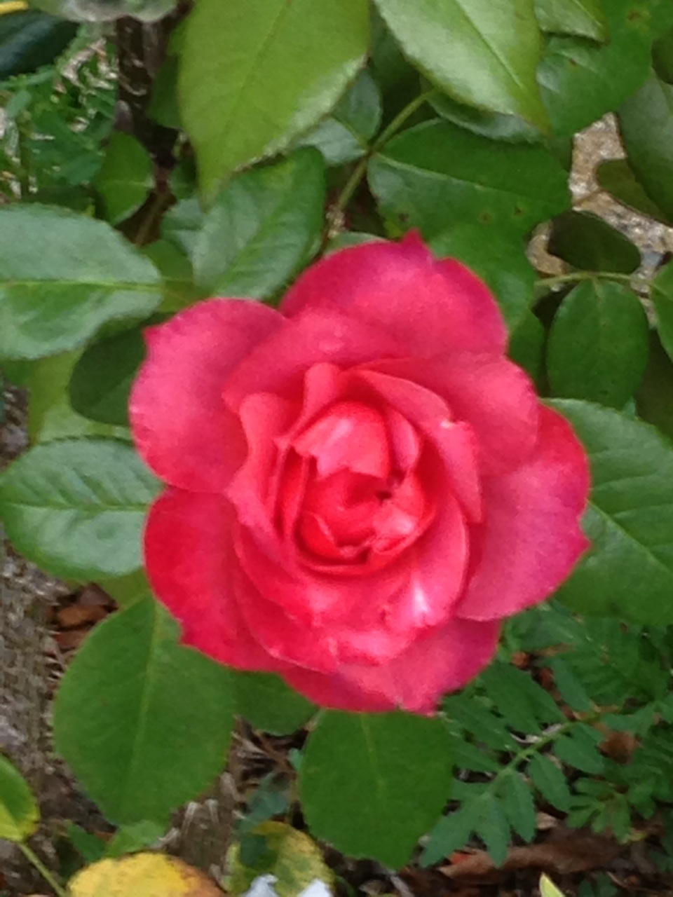 a large pink rose growing next to some green leaves