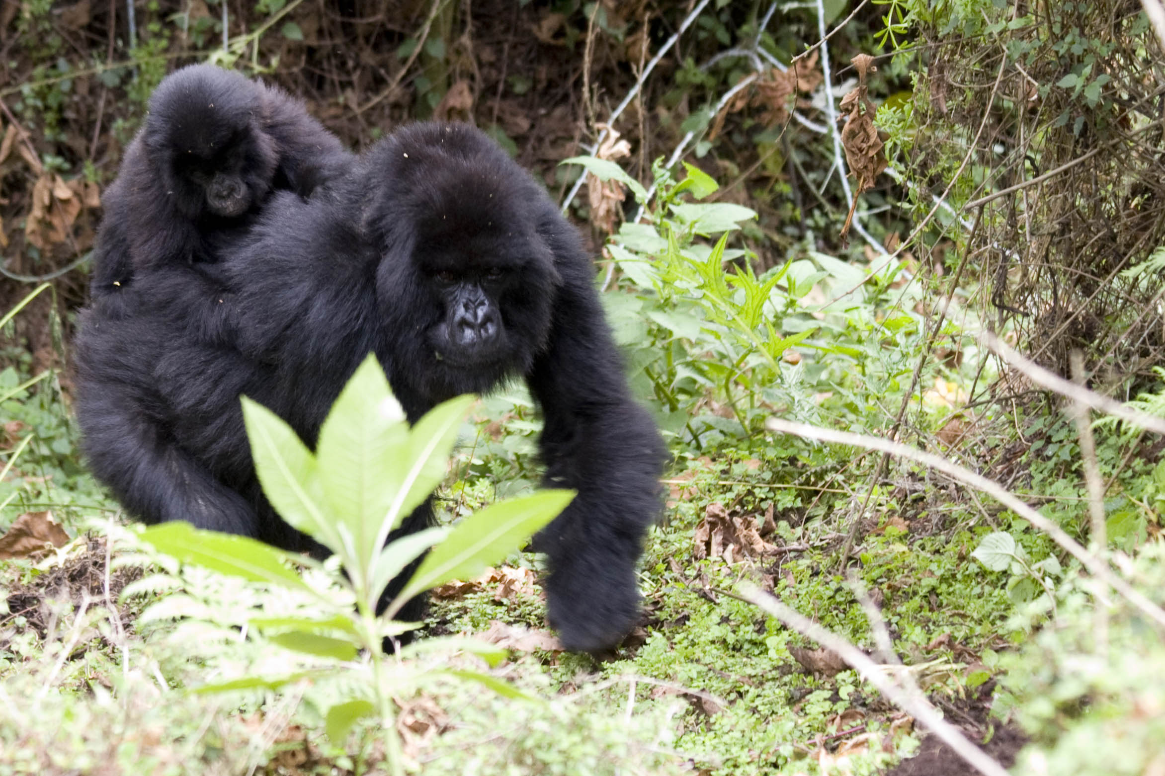 an adult gorilla is walking in the middle of some trees