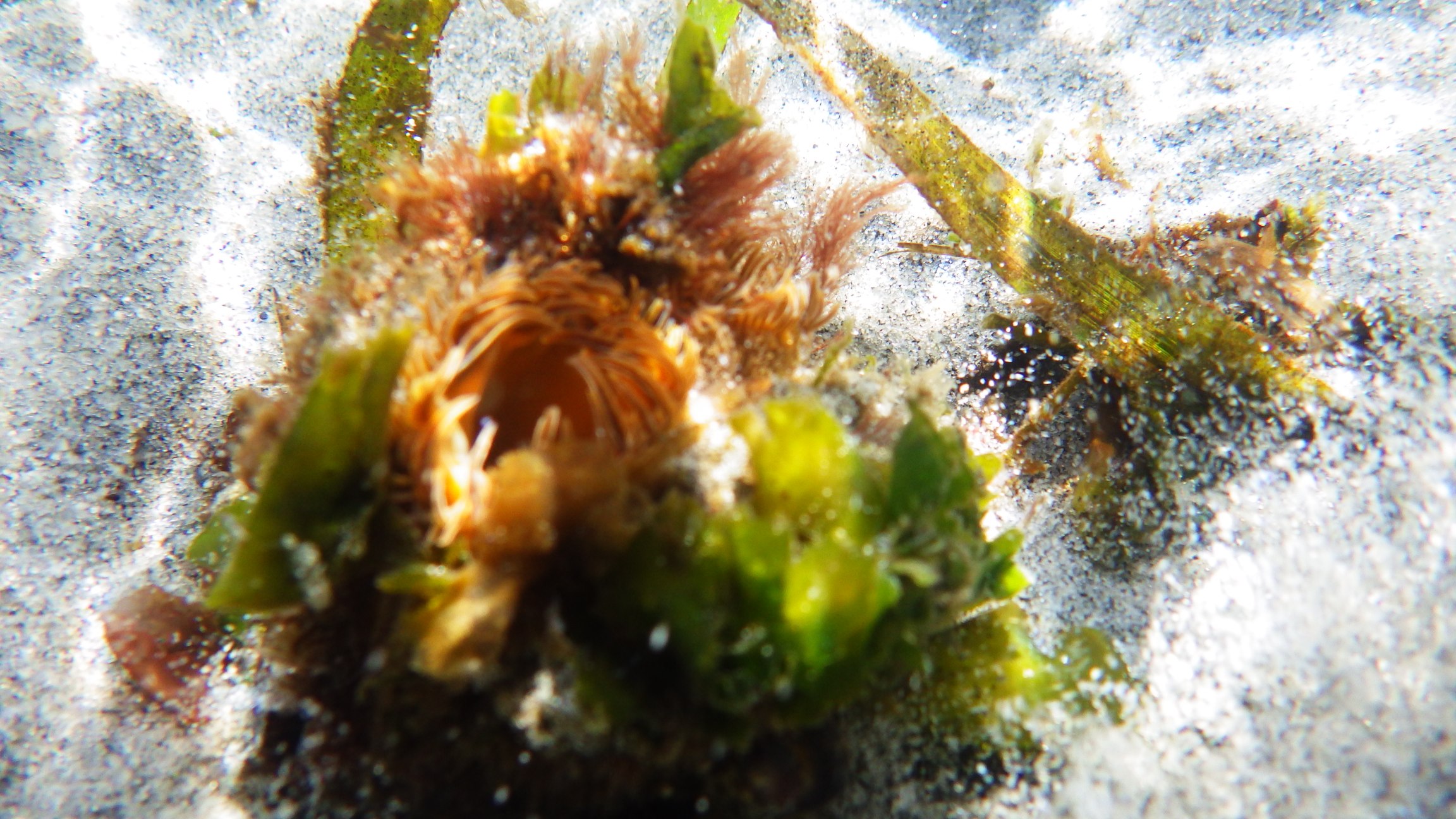 an underwater view of flowers that have sprouts coming out of it