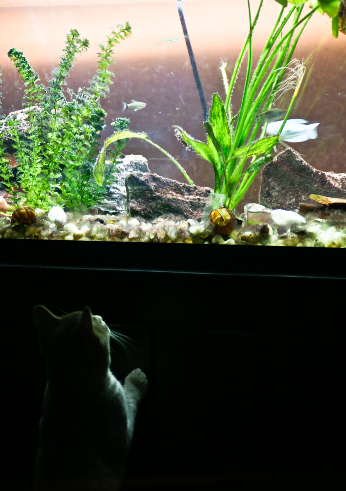 a cat standing in front of an aquarium with plants