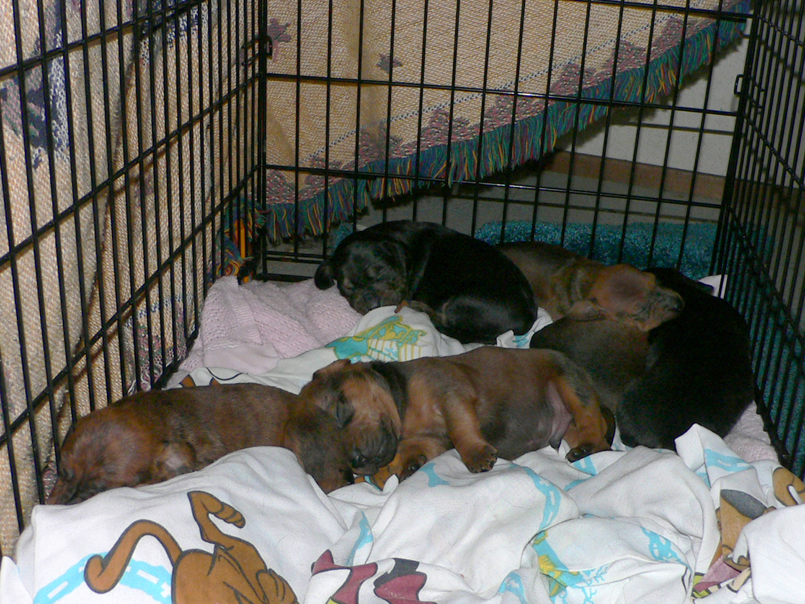 a group of dogs laying on top of a bed covered in blankets