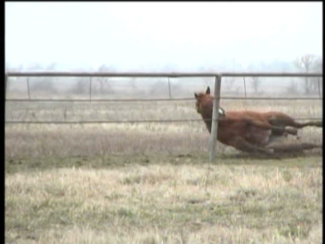 two horses are running through an open field