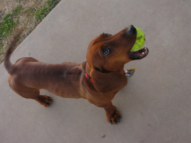 the dog is looking up at the toy in his mouth