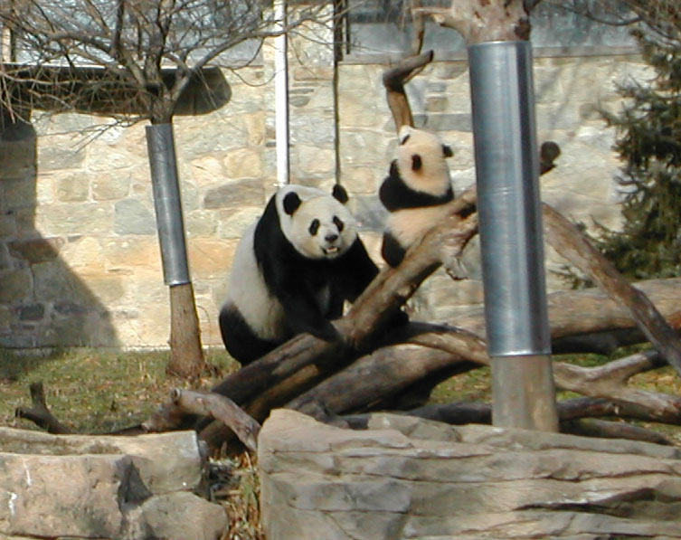 two panda bears that are playing together inside a habitat