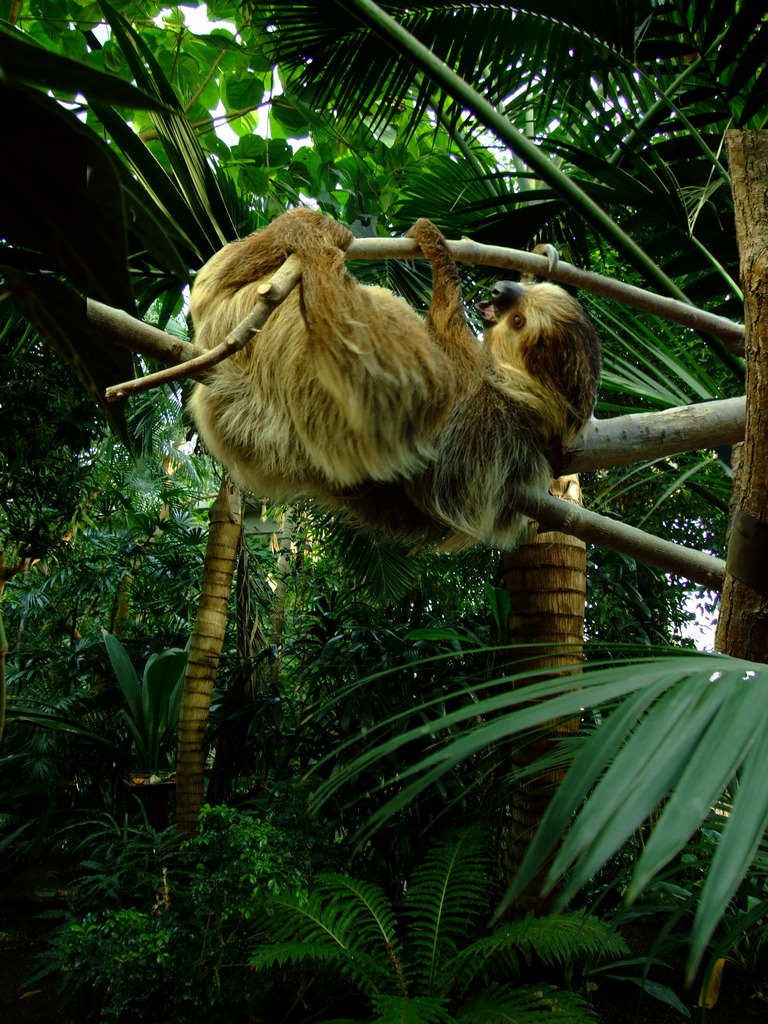 a very cute sloth on a tree in a forest