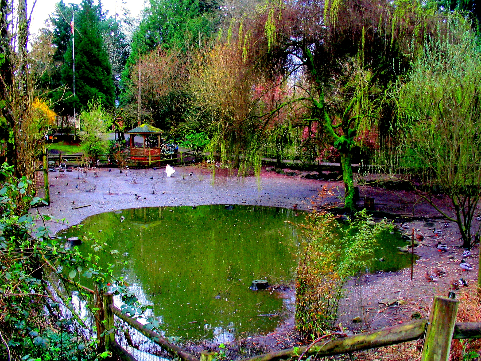 a pond in the middle of a wooded area