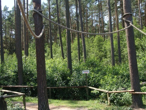 a rope bridge in the middle of a forest